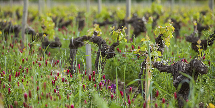 Château de la Roulerie